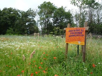 Rund um den Kirchturm - Blühendes Band durch unser Land: Auf manchen Flächen lippischer Kirchengemeinden könnten solche Blumenwiesen entstehen.
Foto: Rohlmann