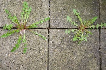 Vom Umgang mit Unkraut - Anstrengend zu entfernen: Unkraut auf Wegen.